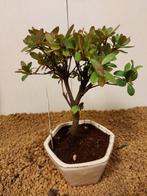 Azalea bonsai (Rhododendron) - Hoogte (boom): 19 cm - Diepte