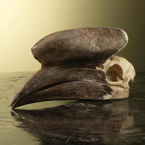 Neushoornvogel Schedel Taxidermie Opgezette Dieren By Max, Verzamelen, Dierenverzamelingen, Opgezet dier, Nieuw, Vogel, Ophalen of Verzenden