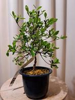 Azalea bonsai (Rhododendron) - Hoogte (boom): 24 cm - Diepte
