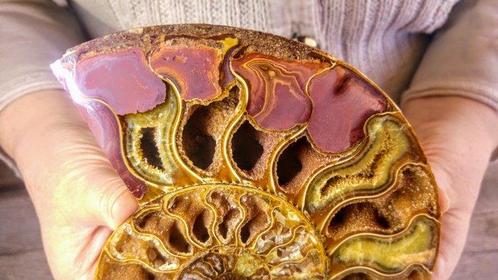 Ammoniet - Gefossiliseerd dier - Aioloceras (Cleoniceras), Verzamelen, Mineralen en Fossielen
