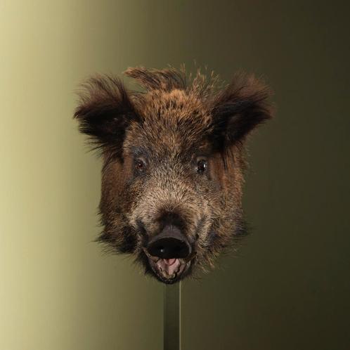 Wild Zwijn Middel Taxidermie Opgezette Dieren By Max, Verzamelen, Dierenverzamelingen, Opgezet dier, Nieuw, Wild dier, Ophalen of Verzenden