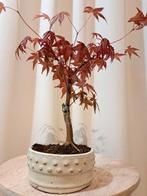 Japanese maple bonsai (Acer palmatum) - Hauteur (arbre) : 23