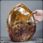 Bois fossilisé naturel de grande taille Forme libre- 8280.41