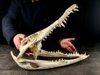 grote krokodillenkop Taxidermie volledige montage -