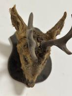 Chevreuil Support de corps entier pour taxidermie -, Nieuw