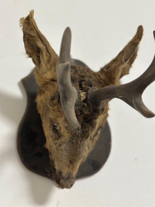 Chevreuil Support de corps entier pour taxidermie -, Verzamelen, Dierenverzamelingen