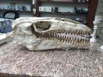 Dinosaurus - Fossiel skelet - mosasaurus - 32 cm - 25 cm, Verzamelen, Mineralen en Fossielen