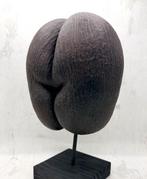 Coco de mer Taxidermie volledige montage - Lodoicea