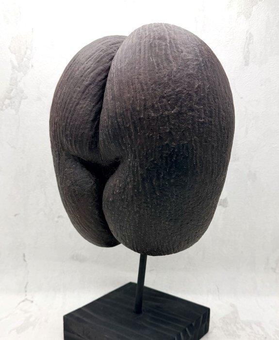 Coco de mer Taxidermie volledige montage - Lodoicea, Antiquités & Art, Curiosités & Brocante