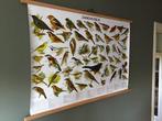 Slijper - Schoolplaat poster zangvogels - Jaren 2000