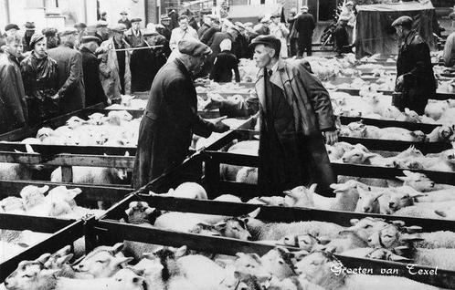 Nederland - Texel - schapen + natuur - Ansichtkaart (82) -, Verzamelen, Postkaarten | Buitenland