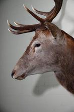 Grand cerf rouge - monture pour tête Support mural pour, Nieuw