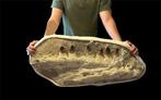 Mosasaurus - Gefossiliseerde kaak - Prognathodon Currii - 90