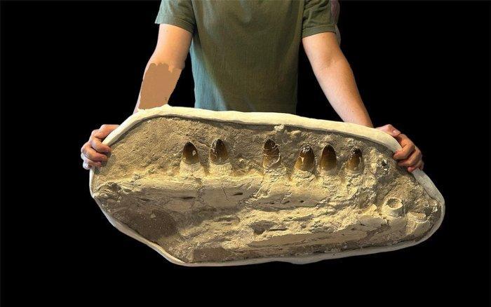 Mosasaurus - Gefossiliseerde kaak - Prognathodon Currii - 90, Verzamelen, Mineralen en Fossielen