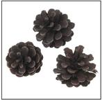 Oostenrijker dennenappel Pinus Nigra BLACKwash 6 stuks, Hobby en Vrije tijd, Nieuw