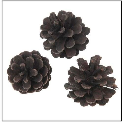 Oostenrijker dennenappel Pinus Nigra BLACKwash 6 stuks, Hobby en Vrije tijd, Knutselen, Nieuw