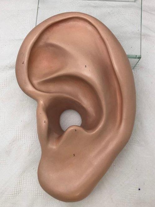 Anatomisch model - Composiet, Plastic - de tweede helft van, Antiek en Kunst, Antiek | Wandborden en Tegels