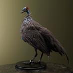 Gierparelhoen Taxidermie Opgezette Dieren By Max, Ophalen of Verzenden, Nieuw, Vogel, Opgezet dier