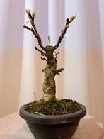 Wisteria bonsai - Hoogte (boom): 20 cm - Diepte (boom): 10