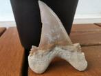 Haai - Fossiele tand - Otodus sokolovi - 6.5 cm - 4.7 cm, Verzamelen