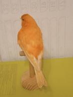 Red factor canary Taxidermie volledige montage - Canaria, Nieuw