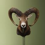Moeflon Taxidermie Opgezette Dieren By Max, Verzamelen, Dierenverzamelingen, Ophalen of Verzenden, Nieuw, Wild dier, Opgezet dier