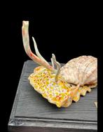 . - Diorama - Harpidae - Zeeschelp lichaam reproductie -