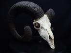 Mouflon Schedel - Ovis a. musimon - 27 cm - 30 cm - 40 cm-