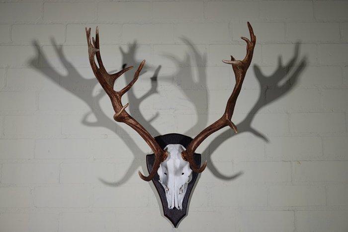 Fallow Buck Trophy Schedel - Dama dama - 49 cm - 72 cm - 60, Collections, Collections Animaux