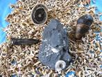 2000 fossiele haizähne - Fossiele tand (Zonder Minimumprijs), Verzamelen, Mineralen en Fossielen