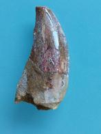 Dinosaurus - Fossiele tanden - Abelisauridae - 45 mm - 20 mm, Collections