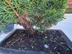 Jeneverbes bonsai (Juniperus) - Hoogte (boom): 35 cm -