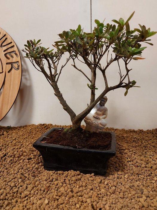 Azalea bonsai (Rhododendron) - Hoogte (boom): 23 cm - Diepte, Antiek en Kunst, Curiosa en Brocante