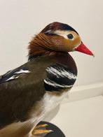 Mandarijneend Taxidermie volledige montage - Aix