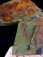 Oeroud mysterieus dier!!! - Conularia - Gefossiliseerd dier