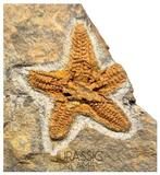 Mooi bewaard oranje Petraster Ordovicische zeester - Ktaoua, Verzamelen