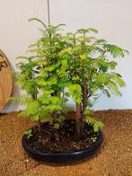 Bonsaï Sequoia côtiers/sapin d’eau (Sequoia) - Hauteur