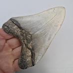 Requin mégalodon - Dent fossile - megaselachus megalodon -, Collections