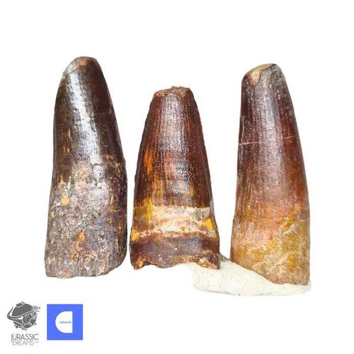 Set van 3 mooi bewaarde Spinosaurus-dinosaurustanden -, Verzamelen, Mineralen en Fossielen