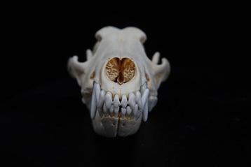 North American Coyote Taxidermie volledige montage - Canis