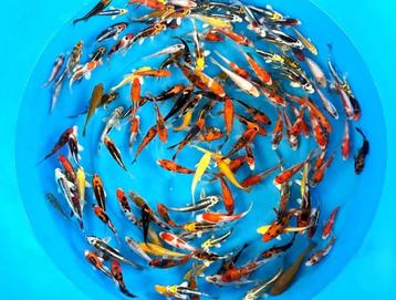 Ikarashi O. 10-12cm  tosai mix (Japanse Koi) beschikbaar voor biedingen
