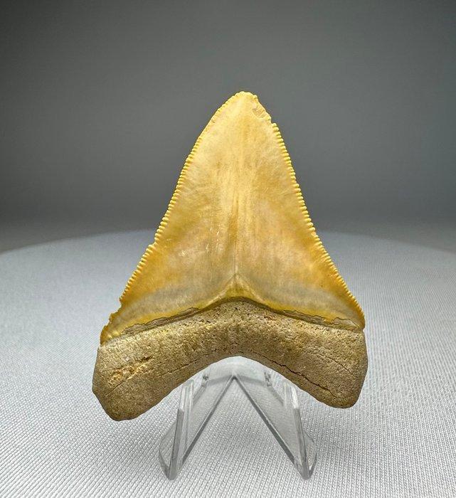 Megalodon - Fossiele tand - 6 cm - 4 cm, Verzamelen, Mineralen en Fossielen