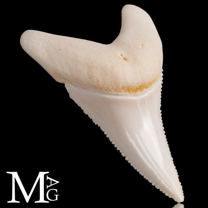 Haai Set tanden - Carcharodon Carcharias - 51 mm - 49 mm -, Antiek en Kunst, Curiosa en Brocante