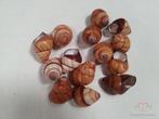 Rufogaster Landsnail Schelpen 15 stuks, Nieuw