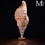 Charonia Tritonis - Schelpen van het Charonia-geslacht -