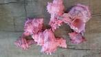 Murex Indivia schelpen pink washed, 250 gram, Nieuw