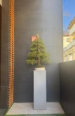 Spar bonsai (Picea) - Hoogte (boom): 100 cm - Diepte (boom):