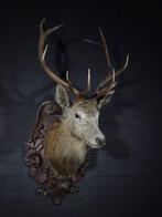 Large antique Red Stag - head-mount on shield - Taxidermie, Nieuw