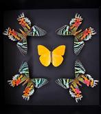 Vlinder Taxidermie volledige montage - Phoebis Argante -