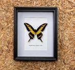 Vlinder Taxidermie volledige montage - Papilio thoas cinyras
